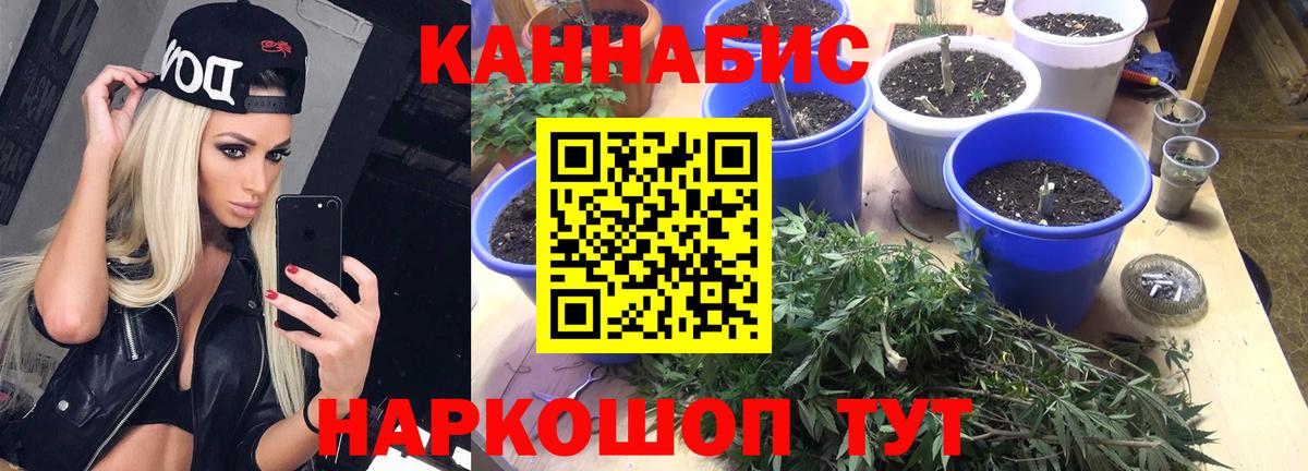 Каннабис сатива Городец